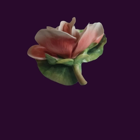 Begonia Ronal V.Ruykevelt Franklin mint begonia - Picture 2 of 4